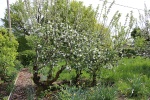 boomgaard-appelbloesem.jpg